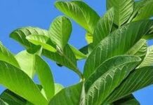 अमरूद के पत्तों में छिपा है सेहत का खजाना