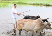 सीएम पुष्कर सिंह धामी ने खटीमा में की धान की रोपाई