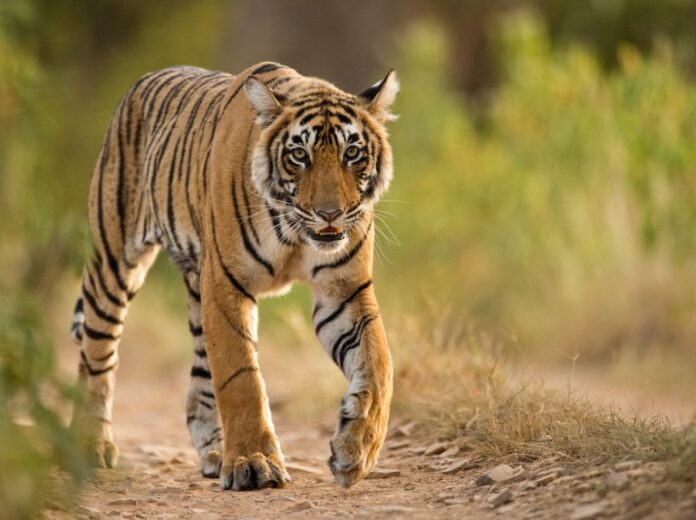 Tiger in a forest