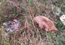 हादसे के बाद सड़क पर बिखरी शराब की बोतलें, राहगीरों की लगी भीड़