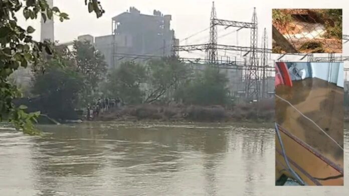 20251120164103_darri plant