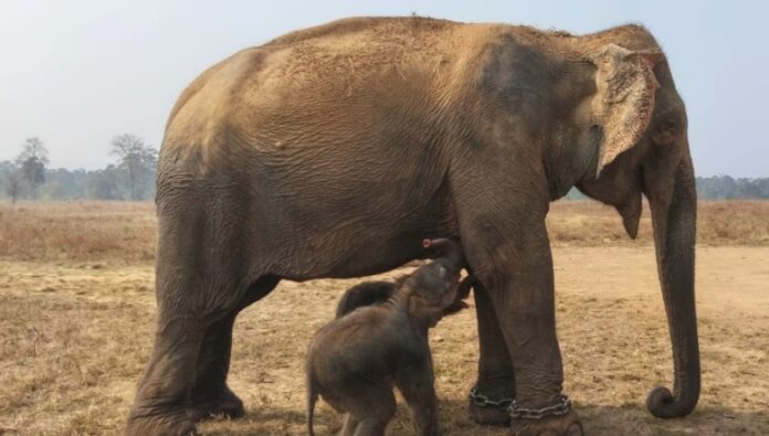 20251123133027_anarkali2