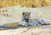 उत्तराखंड के पौड़ी में तेंदुए के हमले में महिला की मौत