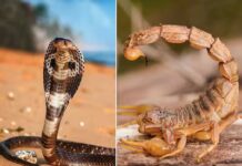 कुत्तों के बाद अब सांप-बिच्छू पर भी नजर रखेंगे शिक्षक…