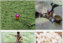 सीएम साय के प्रयास से छत्तीसगढ़ मखाना बोर्ड में शामिल, खेती को मिलेगा प्रोत्साहन