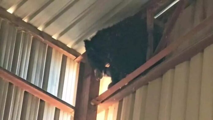 20251222134305_bhaalu