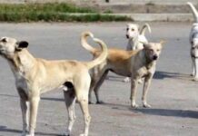 रेबीज का खौफ: कुत्ते के काटने से गाय की मौत, दूध पीने वाले ग्रामीण दहशत में