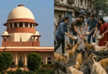 आवारा कुत्तों के मामले में सुनवाई पूरी, सुप्रीम कोर्ट ने फैसला रखा सुरक्षित
