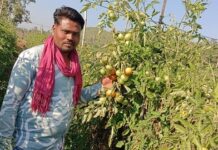 धान से उद्यानिकी की ओर, कामयाबी का सफर