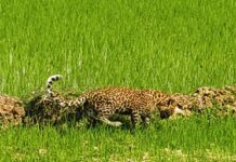 खेत में पहुंचे तेंदुए का शावक को वन विभाग ने किया रेस्क्यू