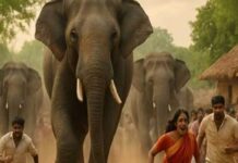 हजारीबाग के गांव में हाथियों ने मचाया कोहराम, छह ग्रामीणों को कुचलकर मार डाला