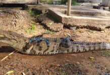 हरदी गांव के तालाब में मिला मगरमच्छ, वन विभाग ने किया रेस्क्यू