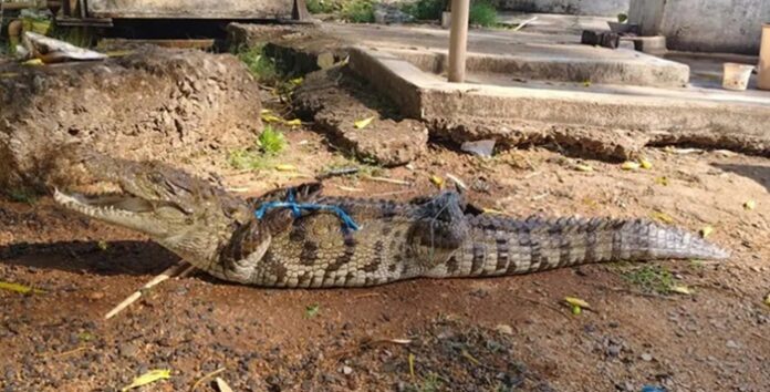 20260218163657_magar