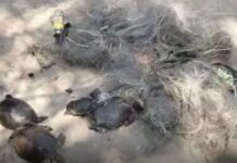 रतनपुर में 8 कछुओं की संदिग्ध मौत, शिकार की आशंका…