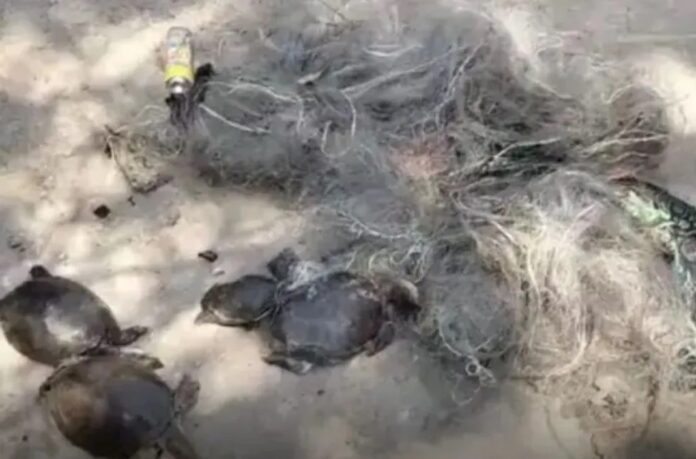 20260219125952_dead tutrle