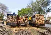 दुर्ग वनमंडल की बड़ी कार्रवाई, अवैध काष्ठ से लदे चार वाहन जब्त