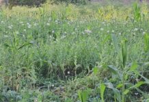 दुर्ग में अफीम की खेती: बीजेपी नेता समेत दो गिरफ्तार, NCB की भी एंट्री