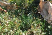 ब्यावर में अवैध अफीम की खेती का भंडाफोड़, 74 पौधे जब्त, एक आरोपी गिरफ्तार ब्यावर में अवैध अफीम की खेती का भंडाफोड़, 74 पौधे जब्त, एक आरोपी गिरफ्तार