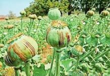 छत्तीसगढ़ में अफीम की खेती का फैलता जाल, 15 दिन में चौथा बड़ा खुलासा छत्तीसगढ़ में नशे की जड़ें गहरी?