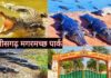 संरक्षण से समृद्धि तक: कोटमीसोनार में मगरमच्छों ने खोले विकास के रास्ते