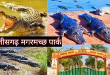 संरक्षण से समृद्धि तक: कोटमीसोनार में मगरमच्छों ने खोले विकास के रास्ते