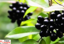 गर्मी में अमृत समान जामुन, जानिए इसके 5 चमत्कारी फायदे