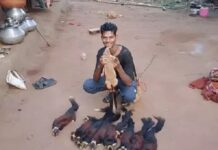 दुर्लभ जीव ‘शेकरू’ का शिकार कर रील बनाई, युवक गिरफ्तार