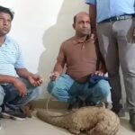पैंगोलिन बेचने पहुंचे 2 तस्कर गिरफ्तार, वन विभाग की बड़ी कार्रवाई