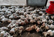 बैतूल: खेत की आग से पोल्ट्री फार्म तबाह, 6 हजार मुर्गे-मुर्गियां जिंदा जले