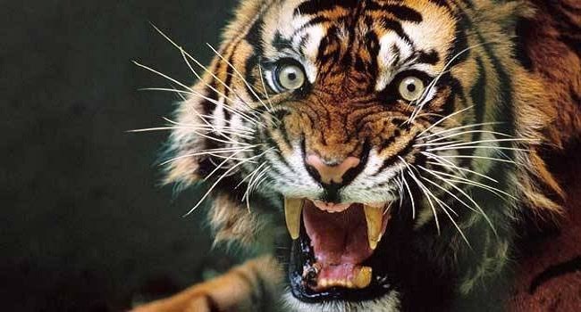 20230327153929_tigerbaba7