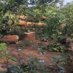 एनएच-30 चौड़ीकरण में बड़ा घोटाला, स्वीकृत क्षेत्र से बाहर काटे गए हजारों पेड़