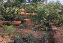 एनएच-30 चौड़ीकरण में बड़ा घोटाला, स्वीकृत क्षेत्र से बाहर काटे गए हजारों पेड़