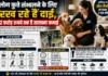 अमेरिका में ‘डॉग नैनी’ बनी हाई-प्रोफाइल नौकरी, कुत्तों की देखभाल से करोड़ों की कमाई!