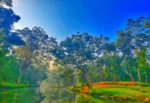 विश्व पर्यावरण दिवस 2026: हरित पहल, जल संरक्षण और जनसहभागिता से पर्यावरण संरक्षण की नई मिसाल बना रहा छत्तीसगढ़