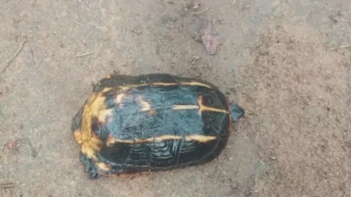 20260601133122_himayan kachhwa