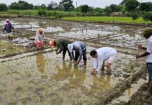 जल संरक्षण और प्राकृतिक खेती से बदल रही बंजर जमीन की तस्वीर, मिसाल बनी मनोहर गौशाला