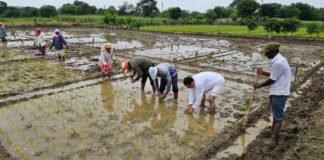 जल संरक्षण और प्राकृतिक खेती से बदल रही बंजर जमीन की तस्वीर, मिसाल बनी मनोहर गौशाला