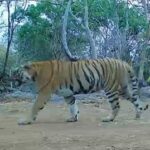 कैमरा ट्रैप में लगातार दिख रही बाघिन, उदंती-सीतानदी टाइगर रिजर्व में संरक्षण प्रयासों को मिली बड़ी सफलता