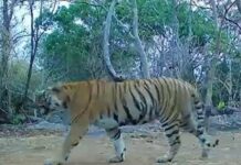 कैमरा ट्रैप में लगातार दिख रही बाघिन, उदंती-सीतानदी टाइगर रिजर्व में संरक्षण प्रयासों को मिली बड़ी सफलता
