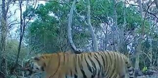 कैमरा ट्रैप में लगातार दिख रही बाघिन, उदंती-सीतानदी टाइगर रिजर्व में संरक्षण प्रयासों को मिली बड़ी सफलता