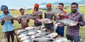 ‘नीली क्रांति’ से समृद्धि की ओर: मछली पालन बना ग्रामीण विकास और रोजगार का नया आधार