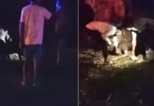सड़क हादसे के बाद उग्र भीड़ का डायल-112 टीम पर हमला, आरक्षक से मारपीट
