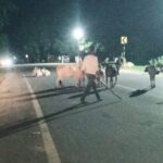 जगदलपुर की सड़कों पर आवारा मवेशियों का कब्जा, बढ़ा सड़क हादसों का खतरा