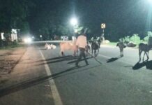 जगदलपुर की सड़कों पर आवारा मवेशियों का कब्जा, बढ़ा सड़क हादसों का खतरा