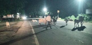 जगदलपुर की सड़कों पर आवारा मवेशियों का कब्जा, बढ़ा सड़क हादसों का खतरा