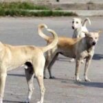 कोरबा में आवारा कुत्तों का कहर, हमले में मासूम की मौत; निगम ने चलाया अभियान