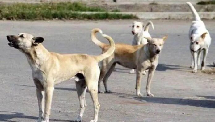 20240909154604_kutta