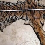 दो बाघों की खाल और पैंगोलिन शल्क के साथ दो गिरफ्तार, अंतर्राज्यीय तस्करी नेटवर्क का खुलासा