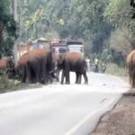 रायगढ़ में 25 हाथियों का दल सड़क पार करता दिखा, वन विभाग ने रोका ट्रैफिक