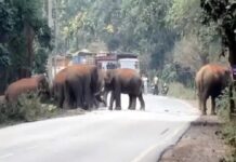 रायगढ़ में 25 हाथियों का दल सड़क पार करता दिखा, वन विभाग ने रोका ट्रैफिक